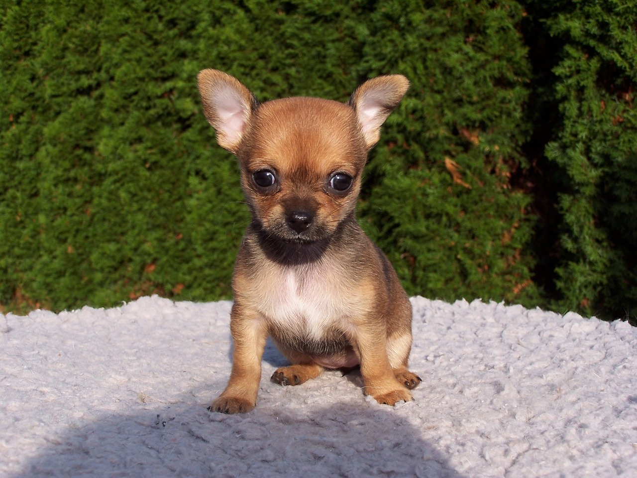 Can Chihuahuas Swim? Safety & Training Tips