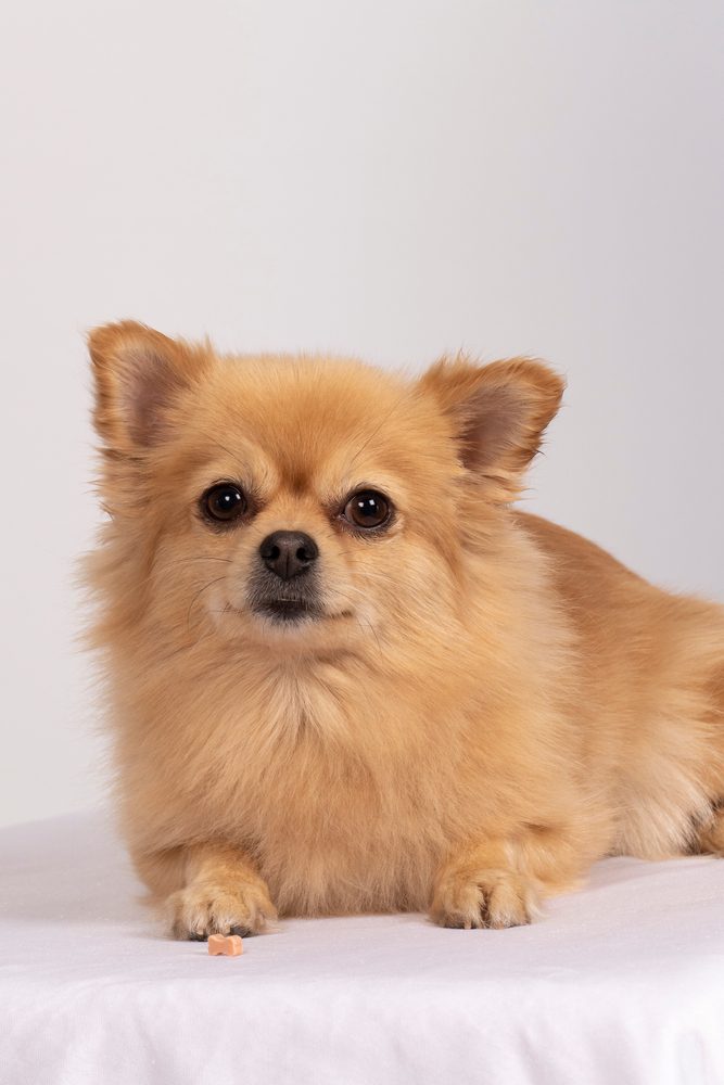 Can Pomeranians Be Service Dogs? Complete Guide