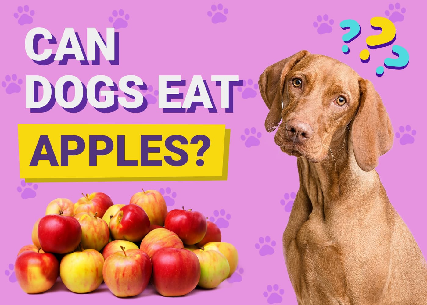 Can Pomeranians Eat Apples? Safe Feeding Guide