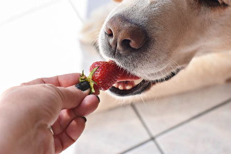 Can Pomeranians Eat Blueberries? Fruit Safety