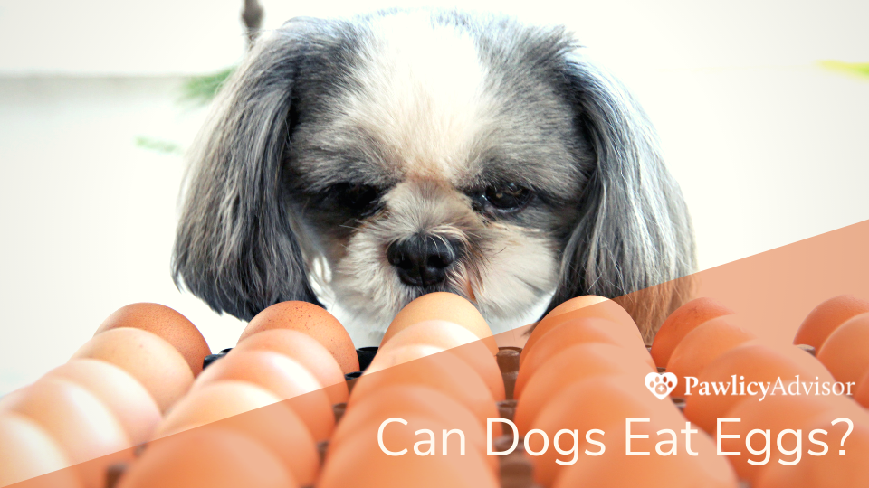 Can Pomeranians Eat Eggs? Safe Diet Guide