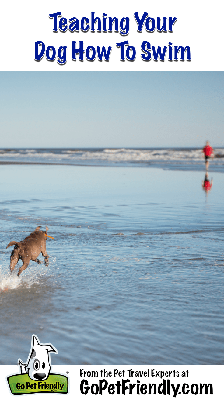 Can Pomeranians Swim? Water Safety Guide