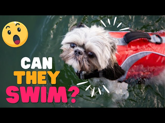 Can Shih Tzus Swim: Water Safety Guide