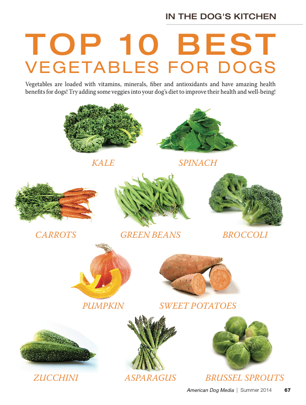 Can Yorkies Eat Broccoli? Veggie Safety Guide