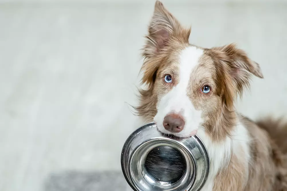 Can Yorkies Eat Cheese? Dairy Safety Guide