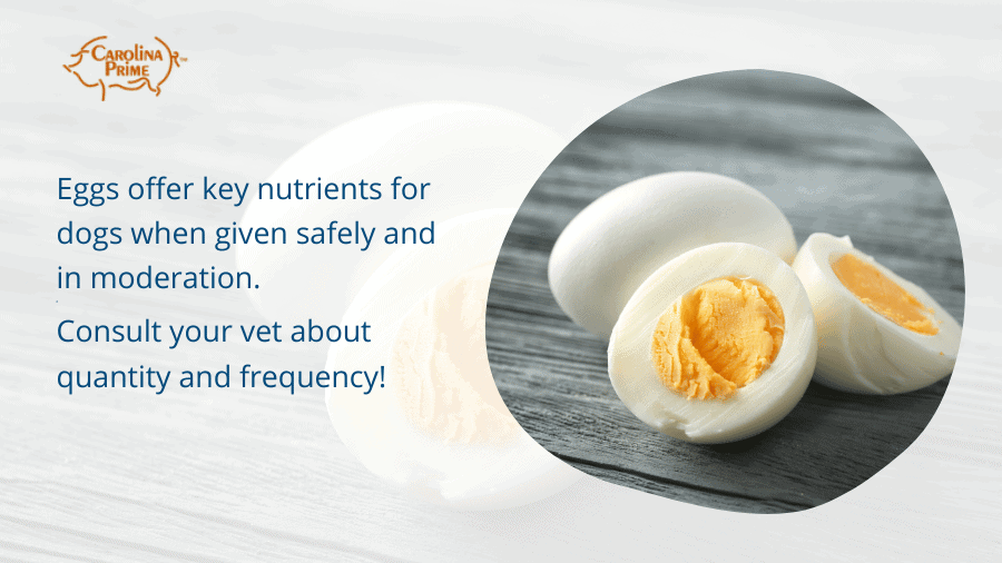 Can Yorkies Eat Eggs? Safe Protein Guide