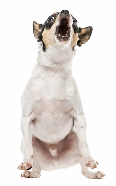 Chihuahua Barking: Solutions & Training Tips