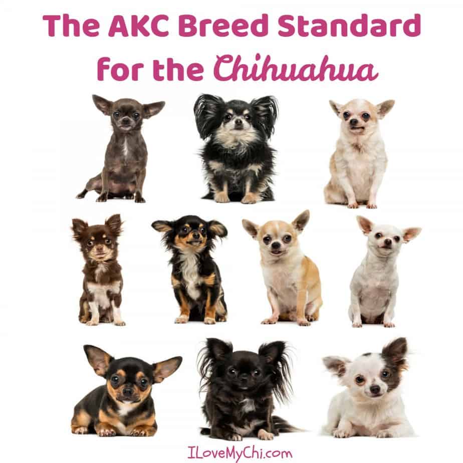 Chihuahua Breeds: Types & Characteristics