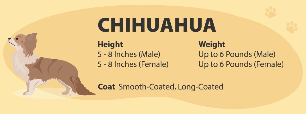 Chihuahua Colors: Complete Coat Guide