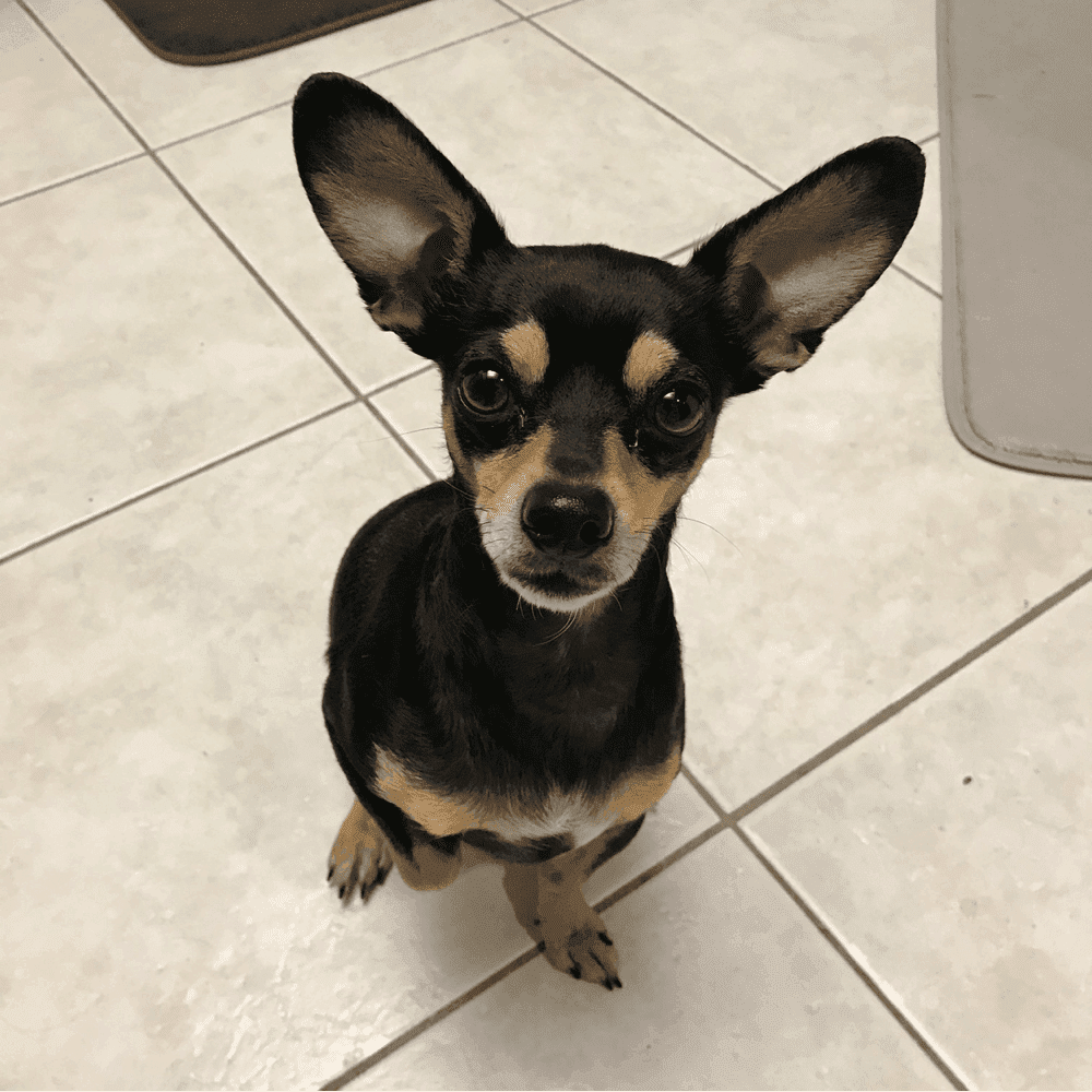 Chihuahua Dachshund Mix: Essential Care Guide