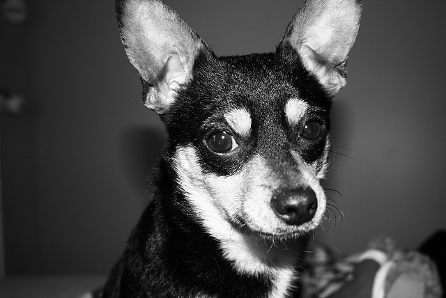 Chihuahua Ears: Care & Common Problems