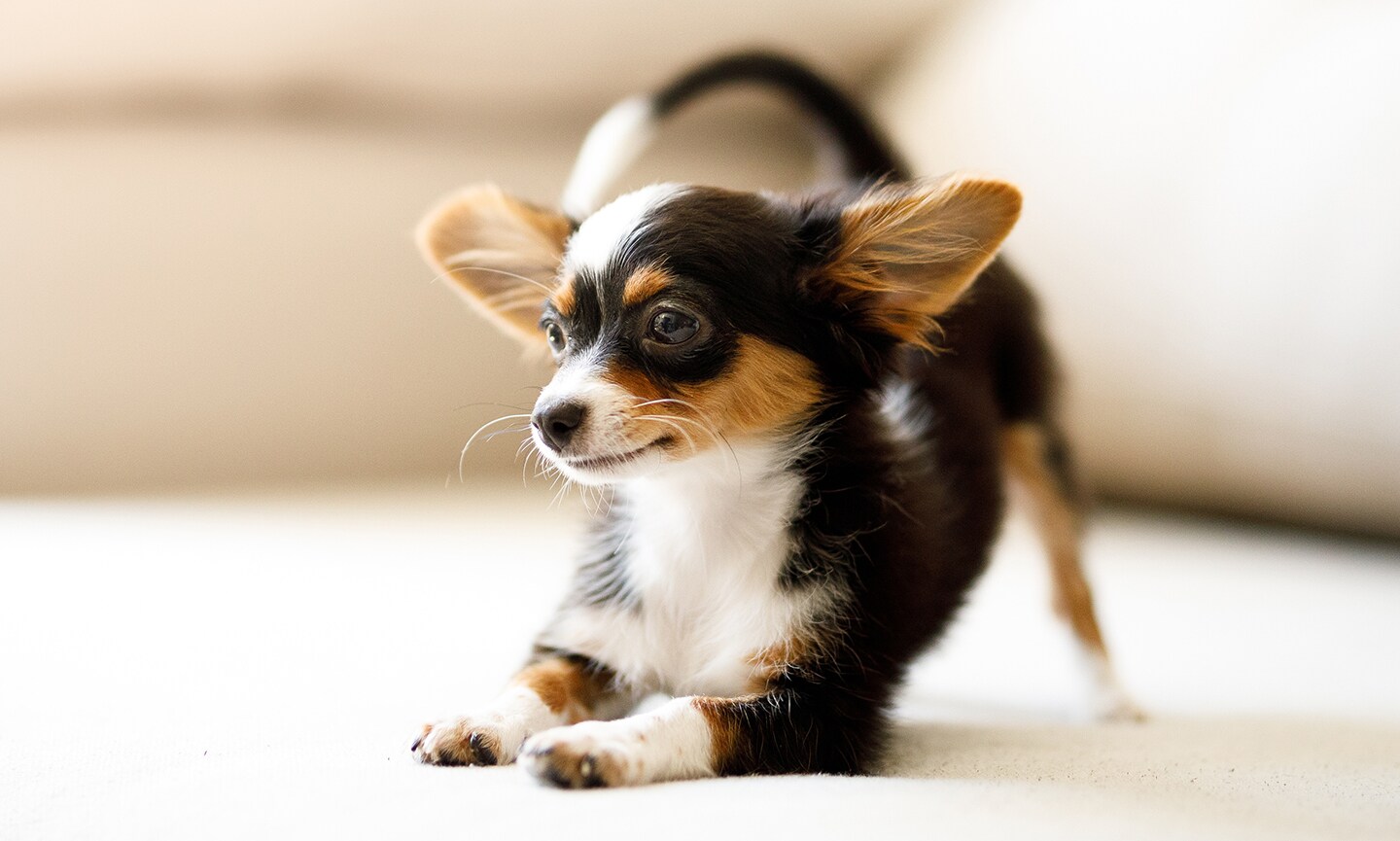 Chihuahua Eyes: Health & Care Guide