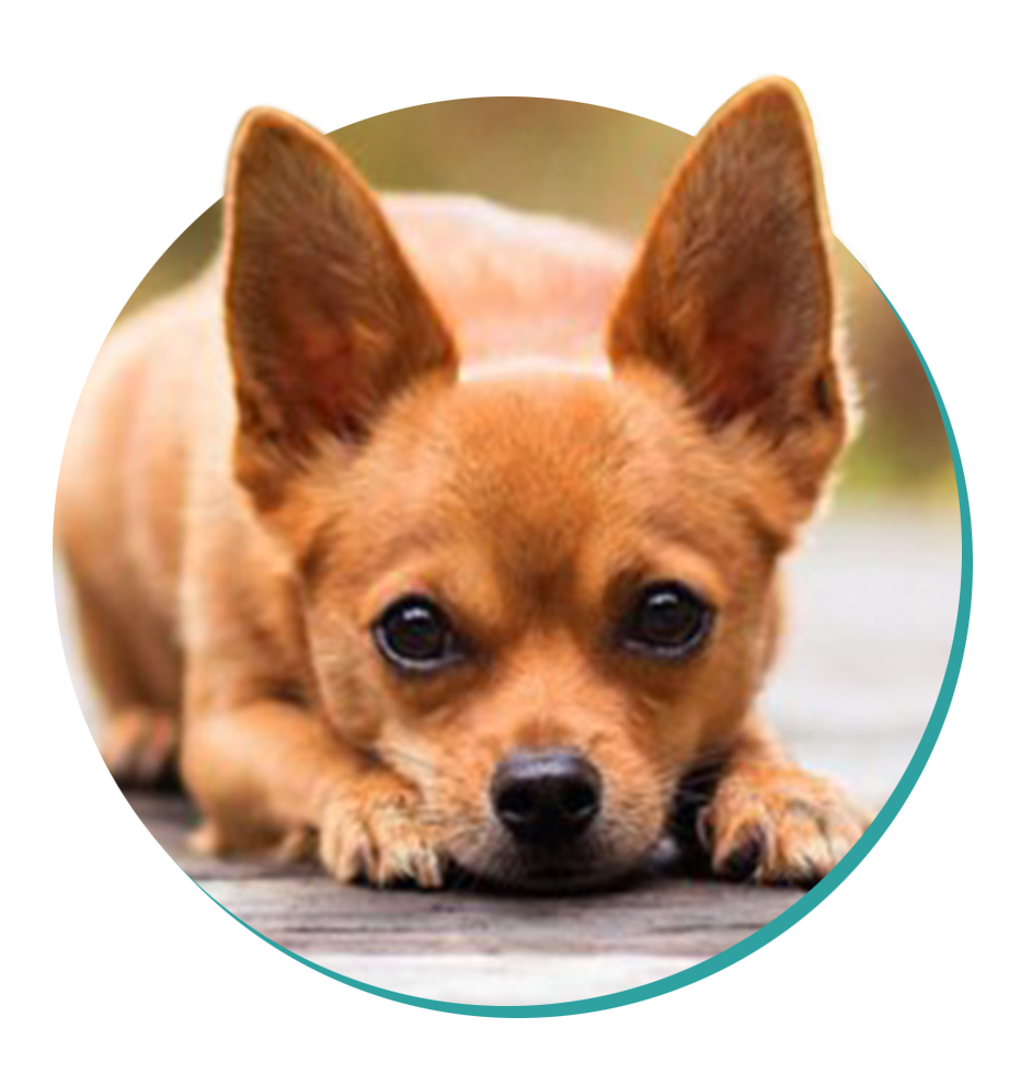 Chihuahua Facts: Must-Know Breed Information