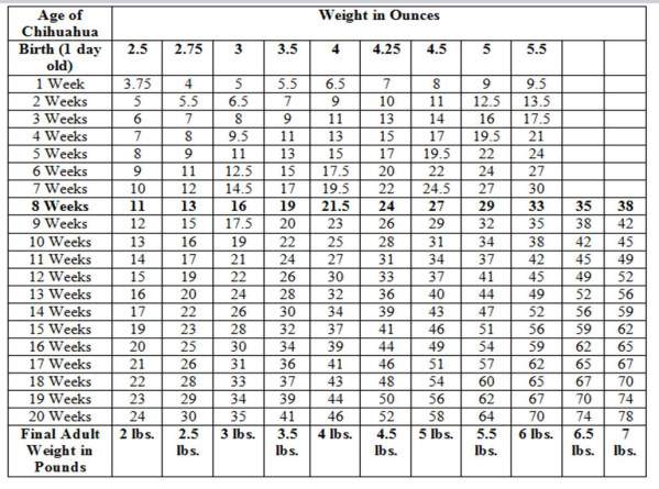 Chihuahua Growth Chart: Development Stages