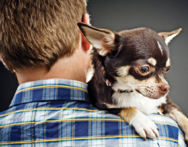 Chihuahua Health Problems: Prevention Guide