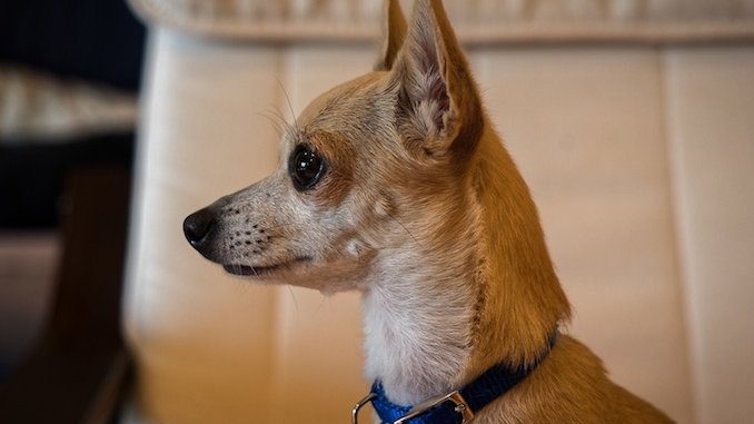 Chihuahua Intelligence: Mental Ability Guide