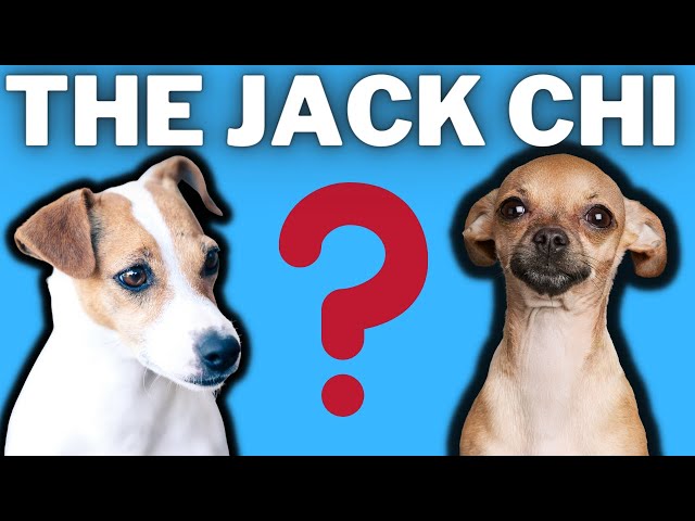 Chihuahua Jack Russell Mix: Owner's Guide