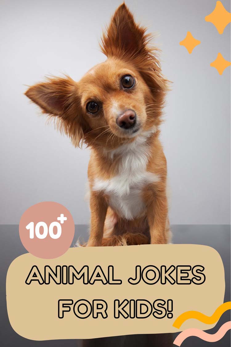 Chihuahua Jokes: Fun & Laughs Collection