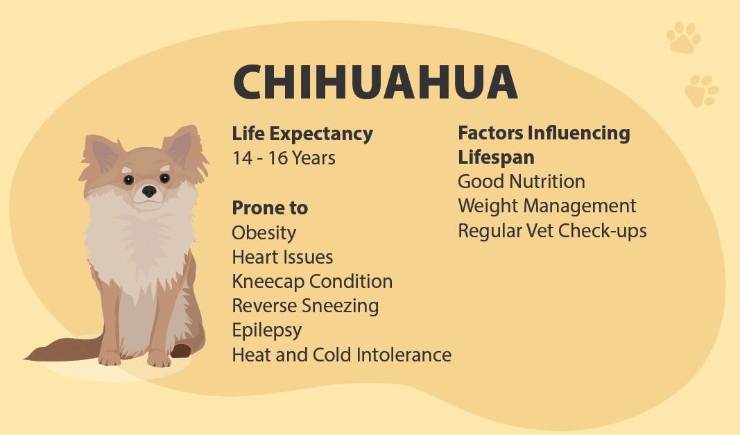 Chihuahua Lifespan: What Every Owner Should Know