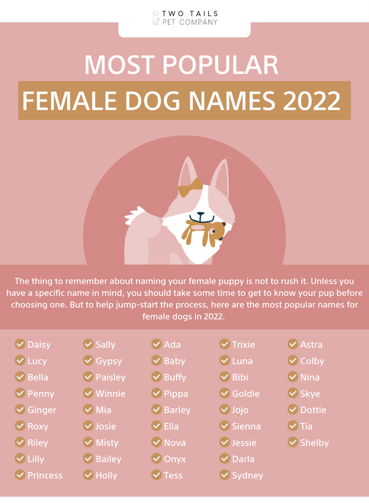 Chihuahua Names: Perfect Names for Your Pet