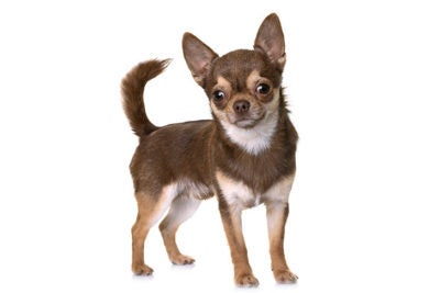 Chihuahua Origin: History & Heritage Guide