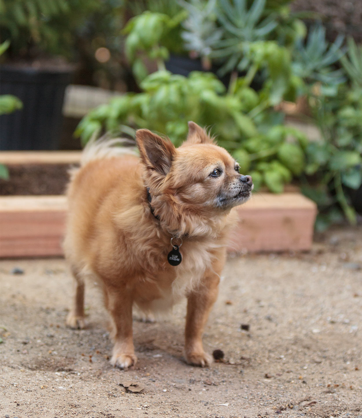 Chihuahua Pomeranian Mix: Complete Owner's Guide