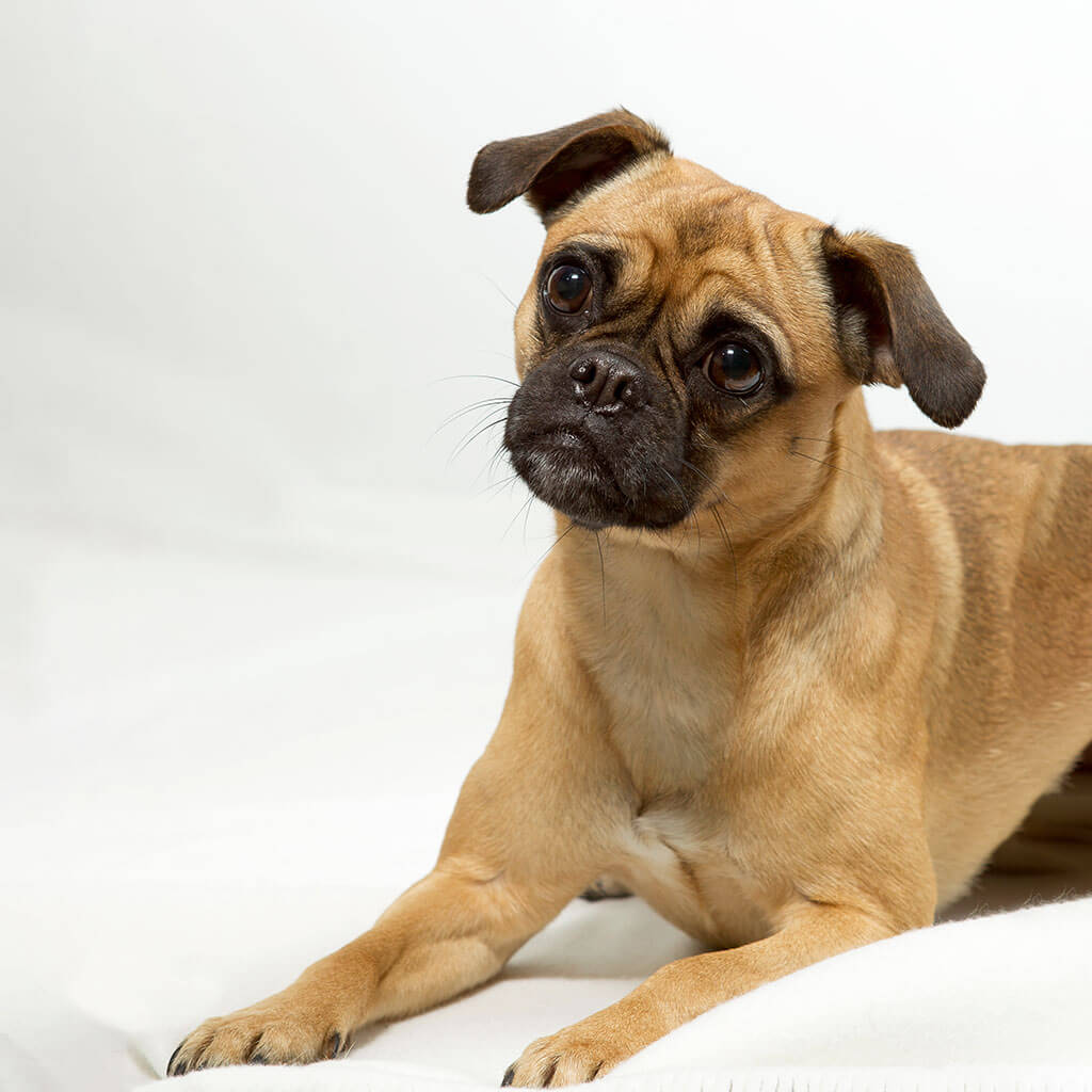 Chihuahua Pug Mix: Your Ultimate Breed Guide