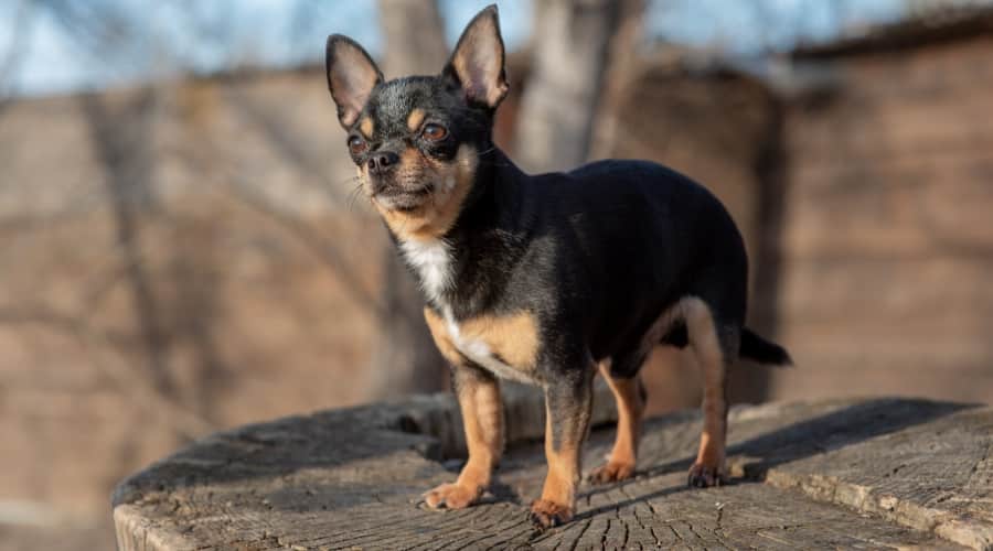 Chihuahua Rat Terrier Mix: Breed Information