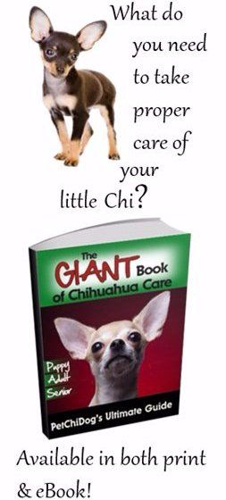 Chihuahua Shaking: Causes & Solutions