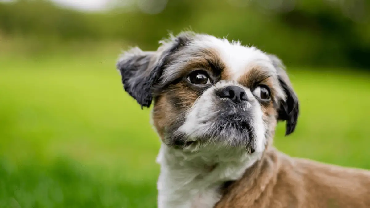 Chihuahua Shih Tzu Mix: Expert Breed Guide