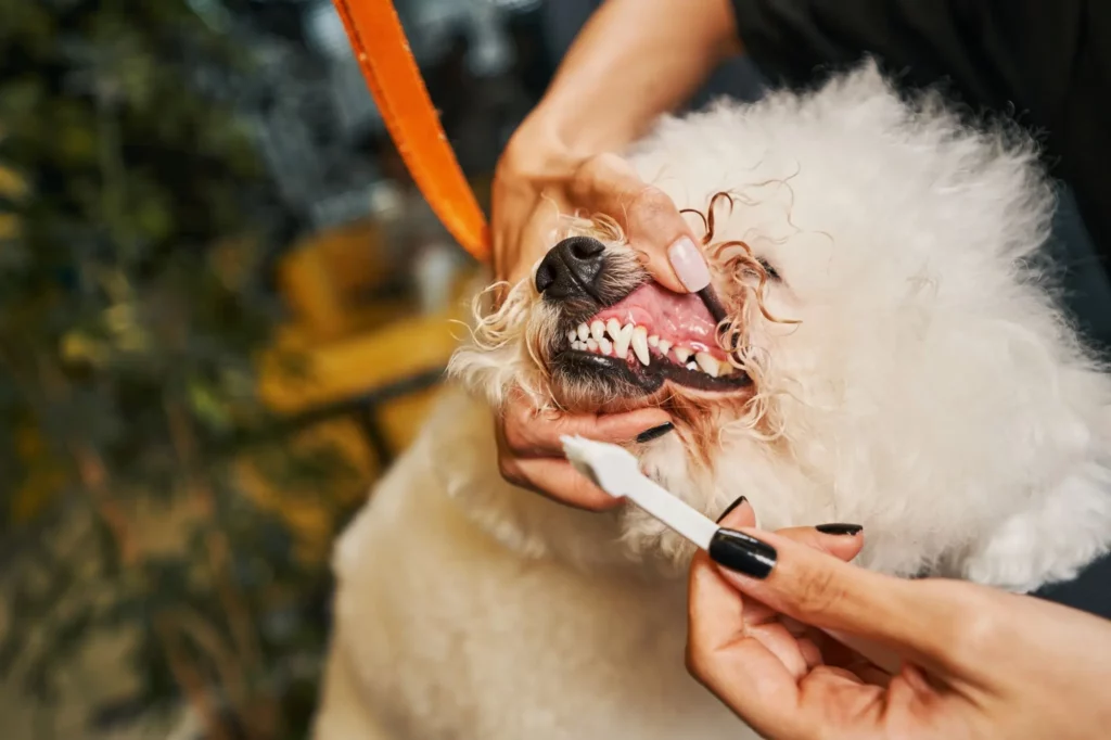 Chihuahua Teeth: Dental Care Guidelines