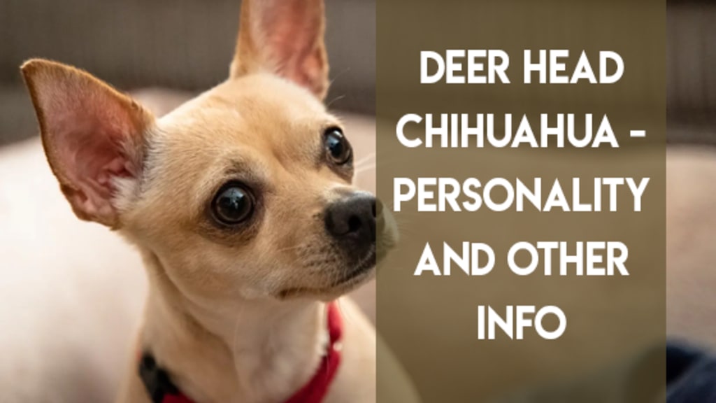 Chihuahua Temperament: Personality & Behavior