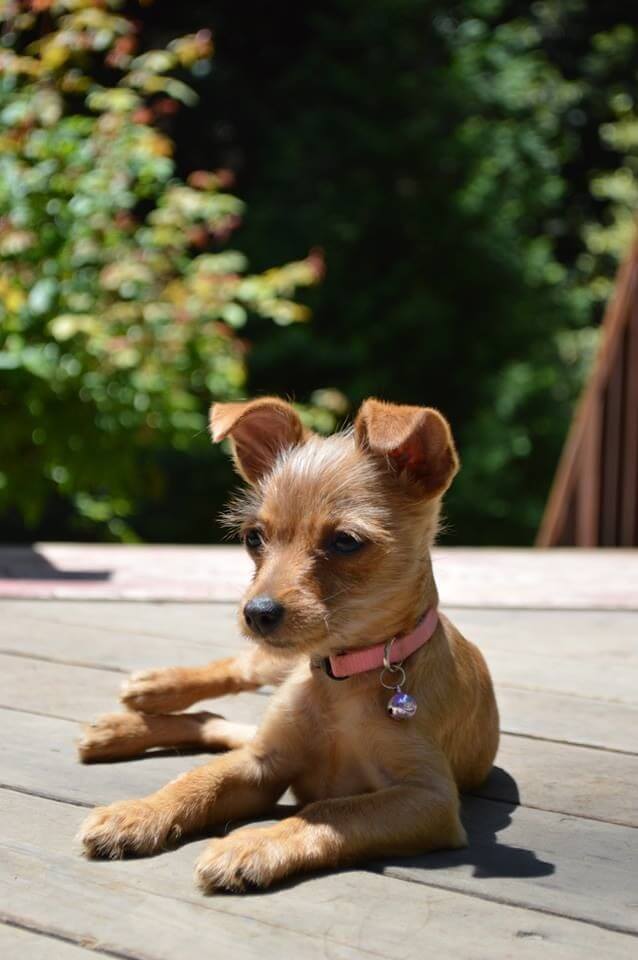 Chihuahua Terrier Mix: Complete Breed Guide