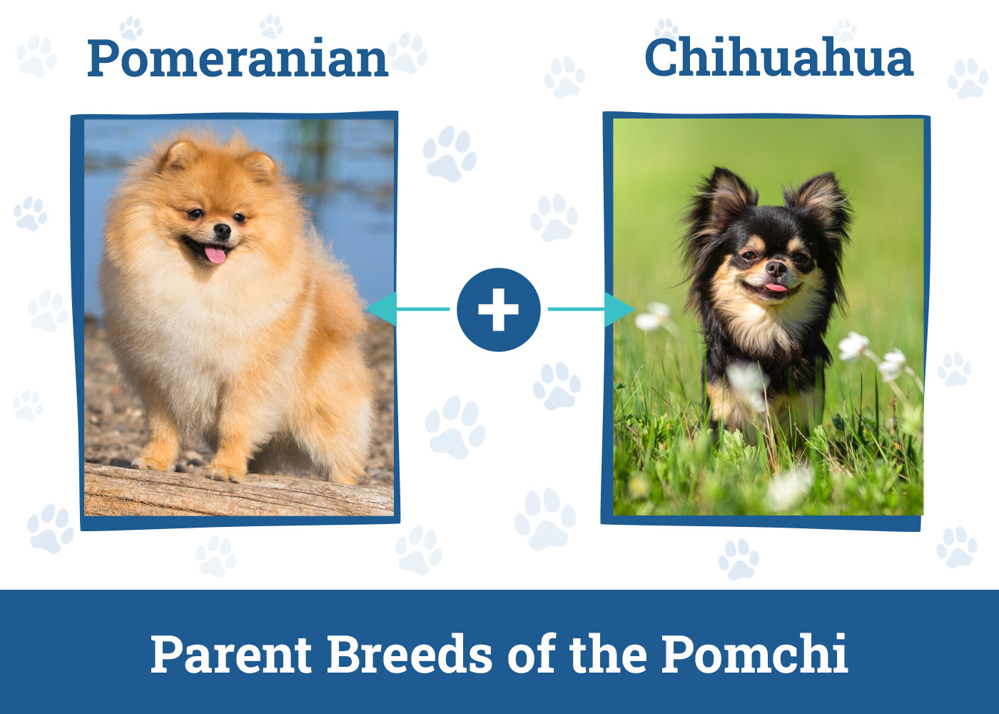 Chihuahua vs Pomeranian: Breed Comparison