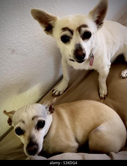 Chihuahua With Eyebrows: Unique Features