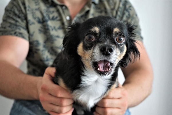 Chihuahua With Tongue Out: Common Causes