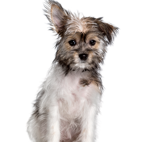 Chihuahua Yorkie Mix: Comprehensive Guide