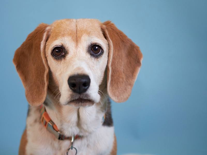 Do Beagles Bark a Lot? Training & Management Tips