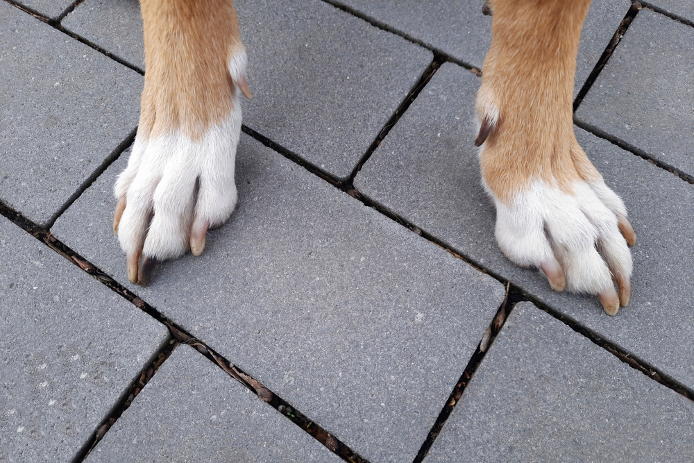 Do Beagles Have Webbed Feet? Paw Structure Guide