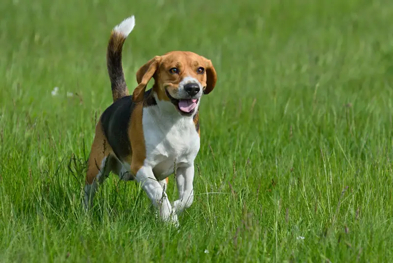 Do Beagles Howl? Vocal Behavior Explained