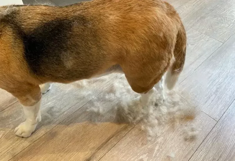 Do Beagles Shed? Grooming Guide & Tips