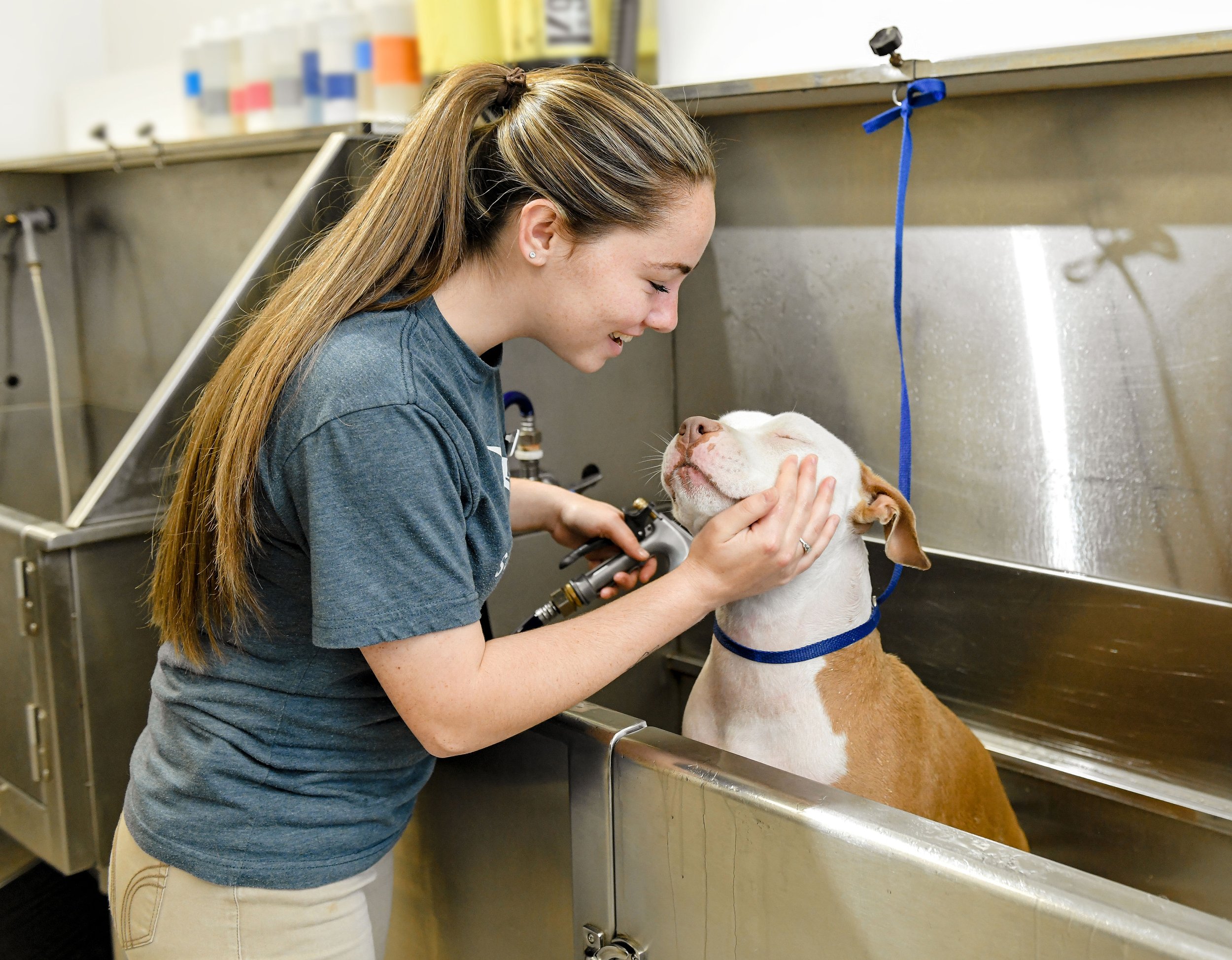 Do Beagles Smell? Grooming & Odor Management