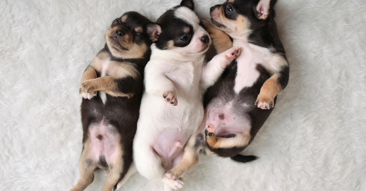 Do Chihuahuas Bark a Lot? Training Guide