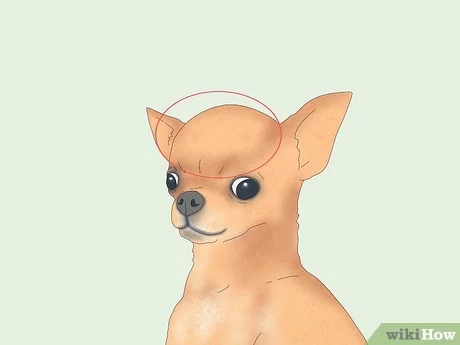 Do Chihuahuas Bite? Prevention & Training