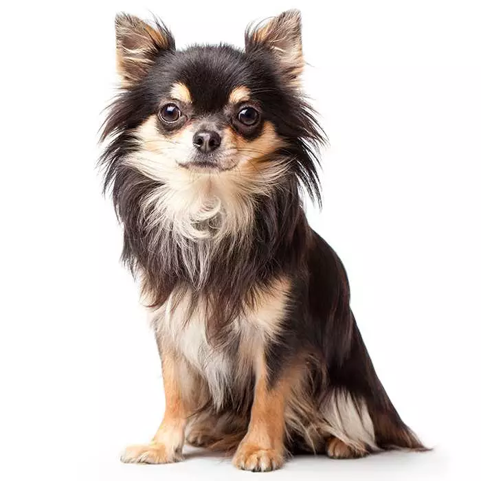 Do Chihuahuas Have Curly Tails? Breed Facts