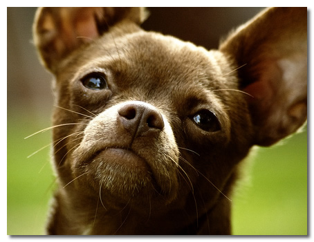 Do Chihuahuas Howl? Vocal Behavior Guide