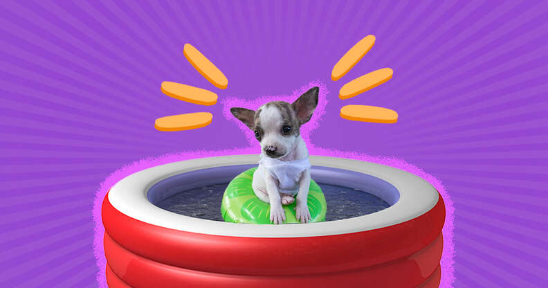 Do Chihuahuas Like Water? Swimming Guide