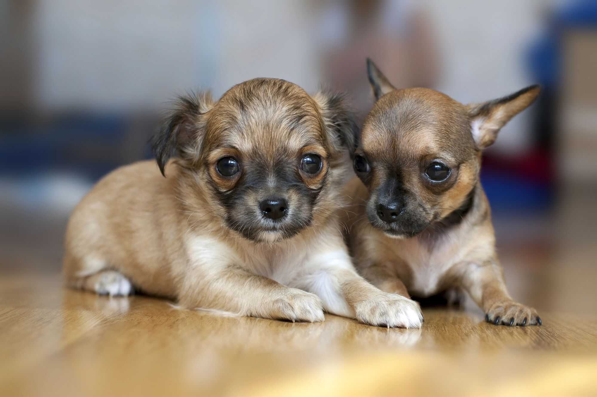 Do Chihuahuas Shed? Grooming Guide & Tips