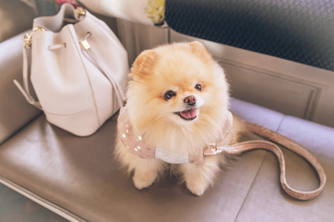 Do Pomeranians Need Haircuts? Grooming Guide