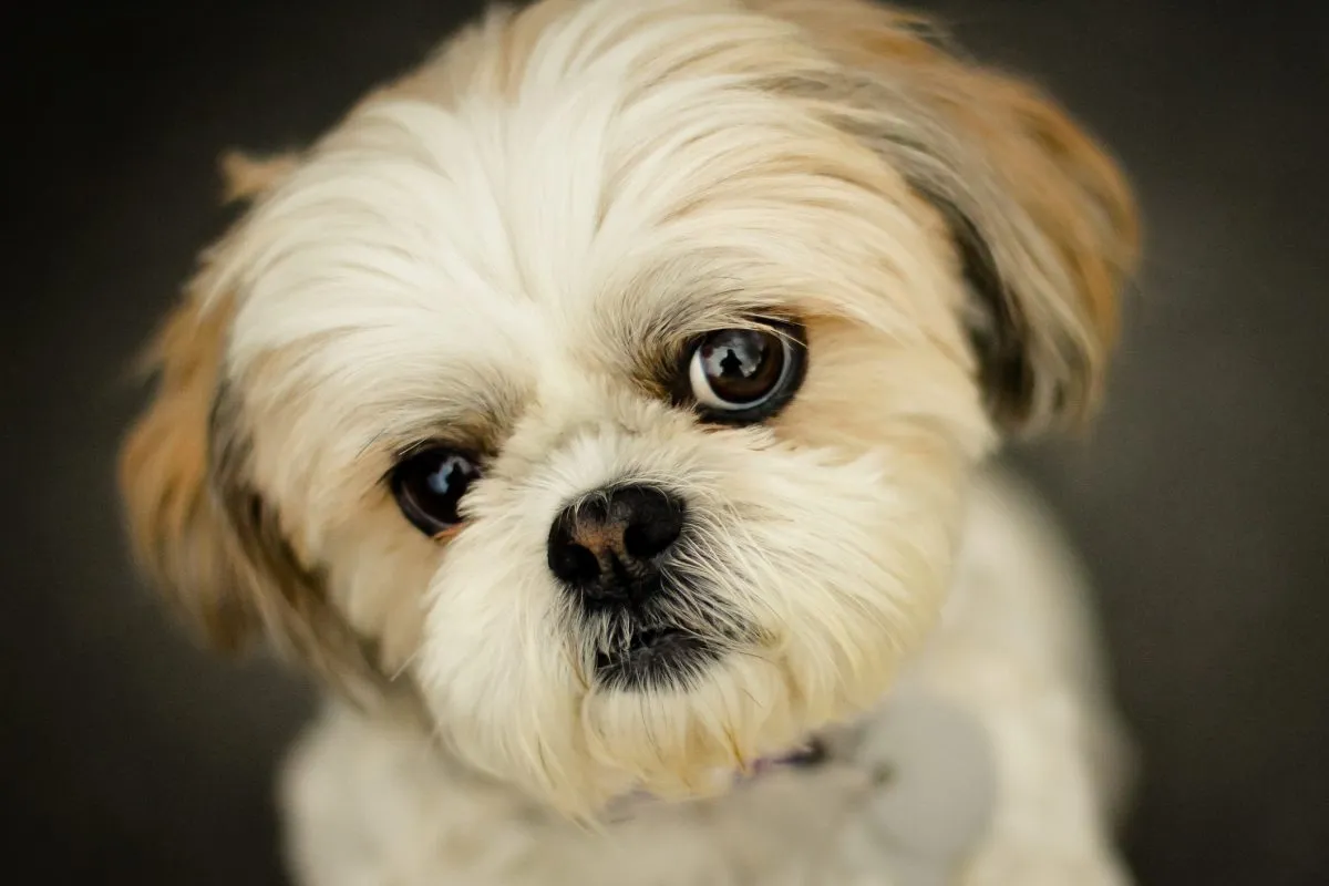 Do Shih Tzus Shed: Grooming & Coat Care Facts